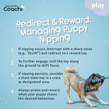 Load image into Gallery viewer, Coachi Puppy &amp; Mini Tuggi Helix Teal &amp; Mint
