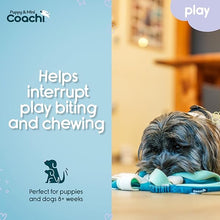 Load image into Gallery viewer, Coachi Puppy &amp; Mini Tuggi Spider Teal &amp; Mint