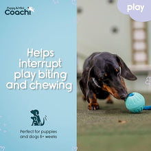 Load image into Gallery viewer, Coachi Puppy &amp; Mini Tuggi Ball Teal &amp; Mint