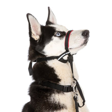 Load image into Gallery viewer, Company of Animals - Halti Optifit Headcollar