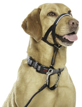 Load image into Gallery viewer, Company of Animals - Halti Headcollar