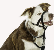 Load image into Gallery viewer, Company of Animals - Halti Headcollar