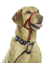 Load image into Gallery viewer, Company of Animals - Halti Headcollar