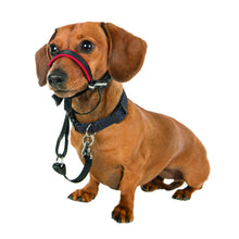 Load image into Gallery viewer, Company of Animals - Halti Optifit Headcollar